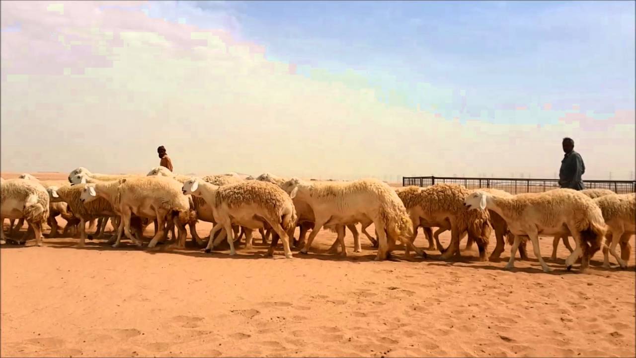 مونتاج عرض مختلف وناااري لمراح الجنيهات مراح المربي المبدع سليم المحمادي