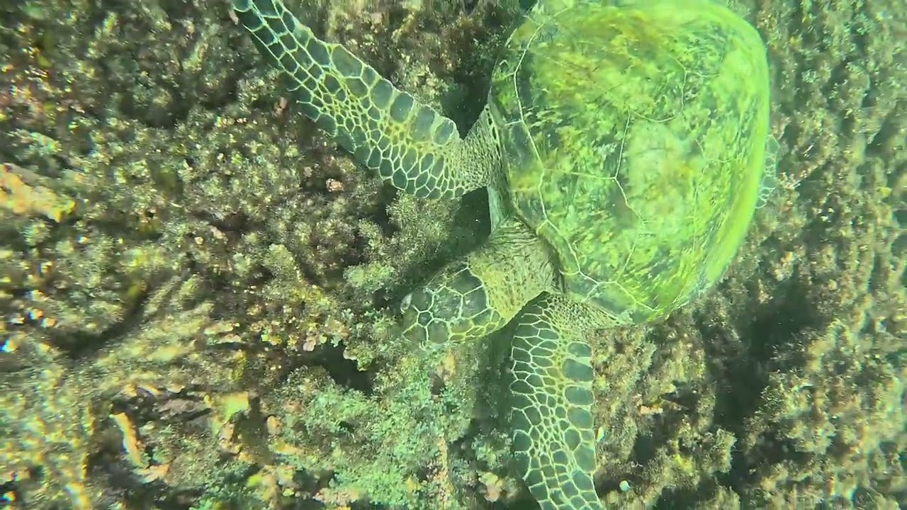Turtles watching - full video