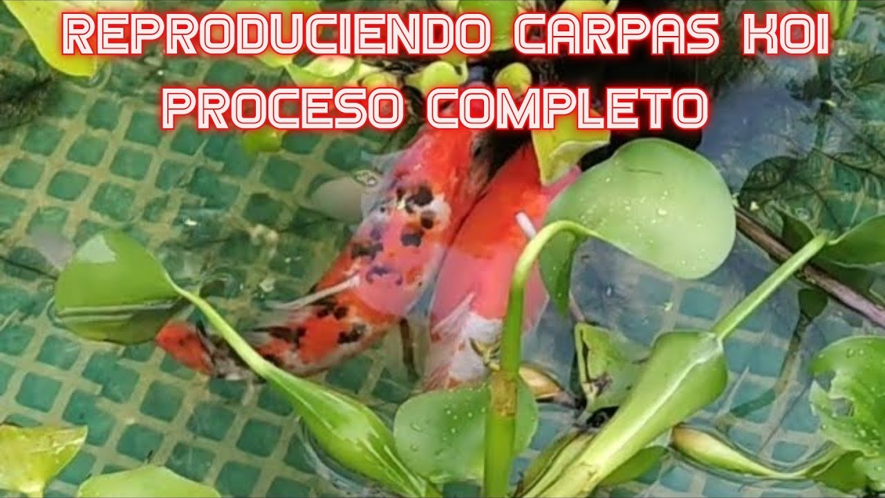 Como reproducir Koi en estanque primera parte