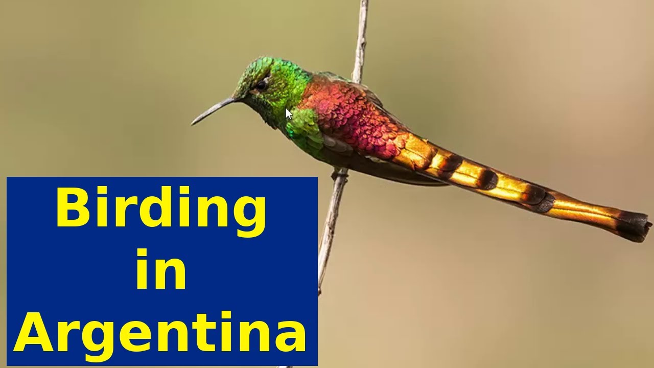 Birding in Argentina