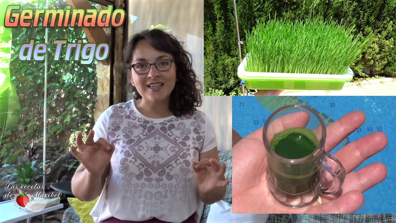 Hierba de Trigo Germinado | Chupito de Vitaminas Completo