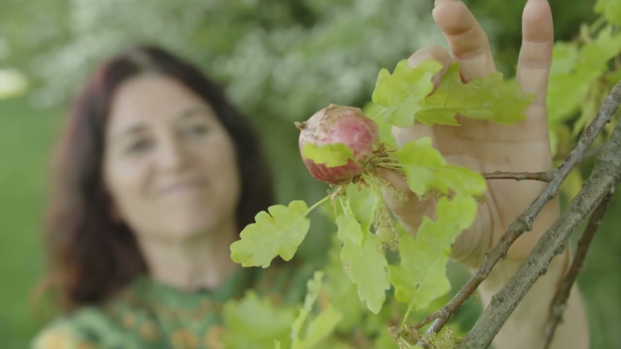 Das Kräuterjahr mit Monika Gruber - Der Mai