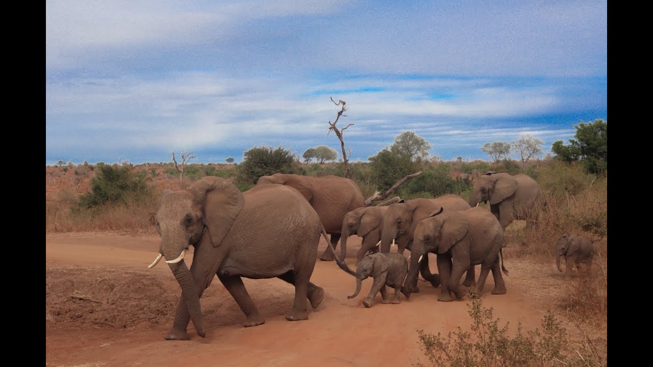 KRUGER NATIONAL PARK, MARLOTH PARK, CROCODILE BRIDGE GATE, BUSH BREAK@3990, MPUMALANGA