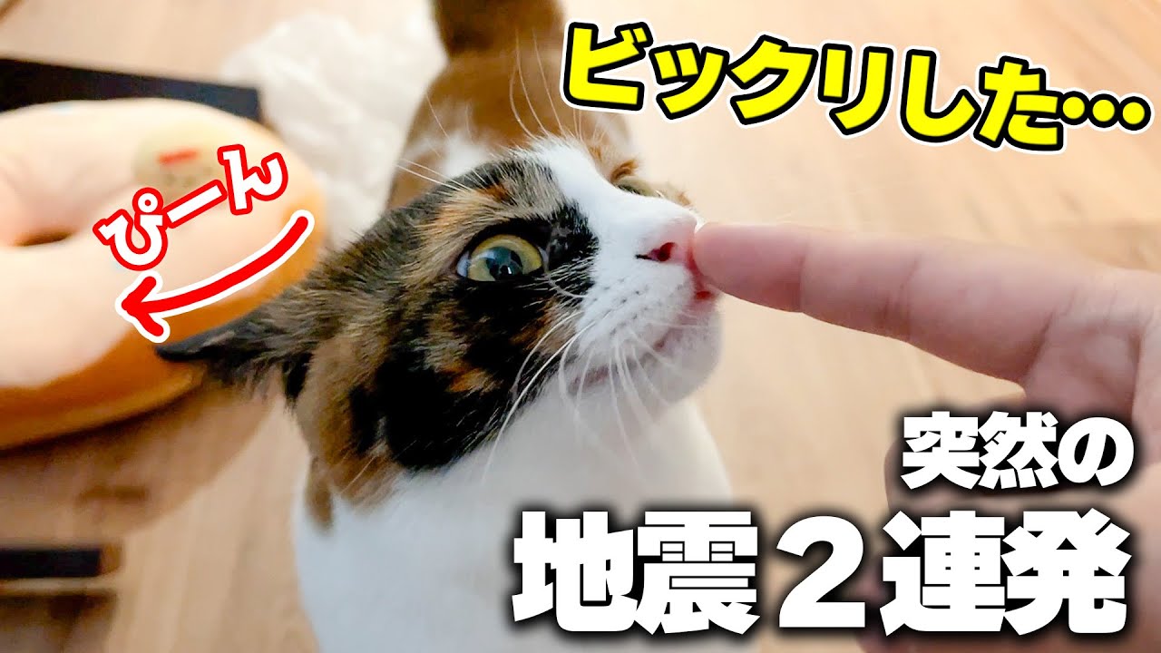大きめの地震が２連続でやってきて猫の耳がイカみたいになってしまいました…