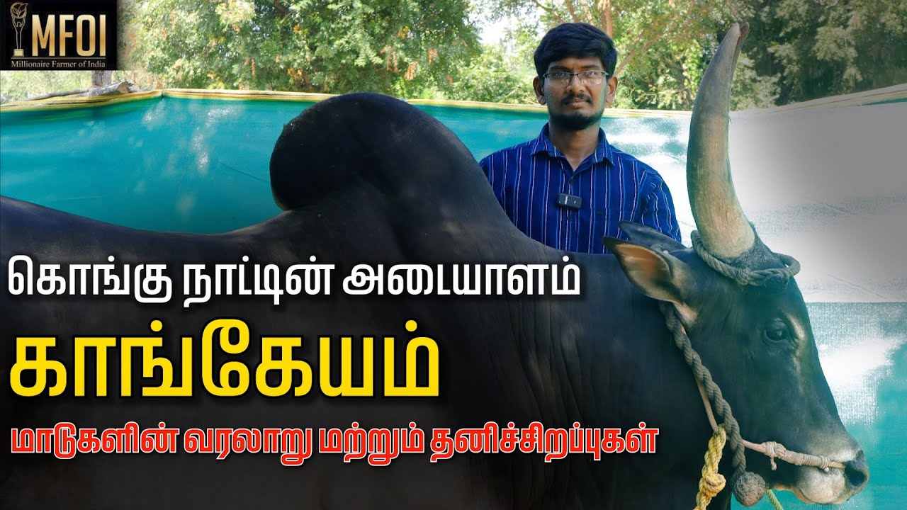 இது தெரியாம காங்கேயம் மாடு வாங்காதீங்க?| kangeyam cattle history| characterstics| jallikattu| kaalai