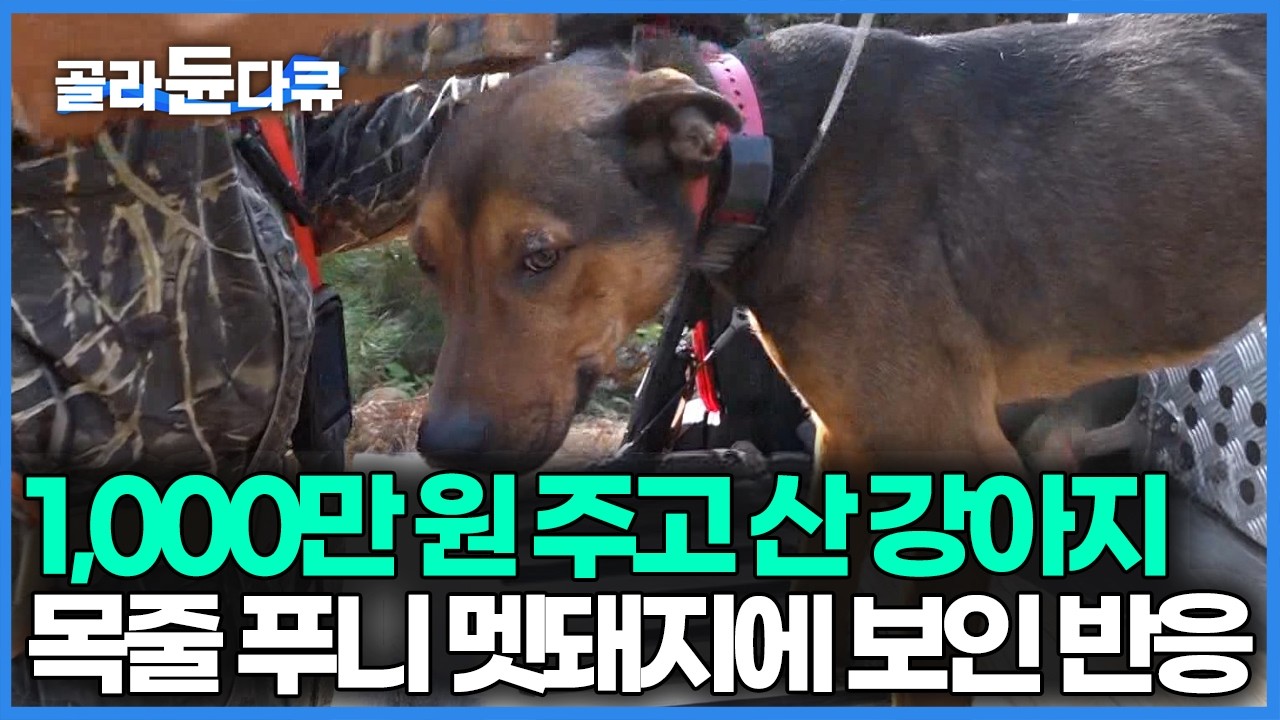 귀하게 키운 몸값 비싼 강아지 산에서 목줄 풀어줬는데 멧돼지와 맞닥뜨렸다, 멧돼지를 본 강아지 반응｜극한직업｜#골라듄다큐