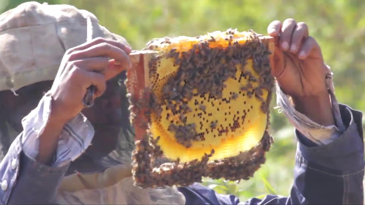 The Honey Story (English) | Wahumlawbah, Meghalaya | MBDA