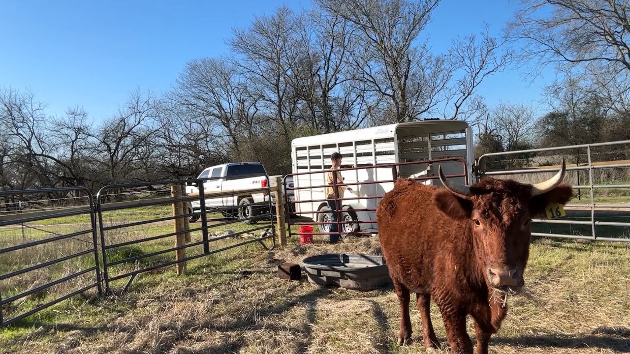 Moving Our Cattle to New Pasture | Rotational Grazing with Portable Solar Electric Fencing