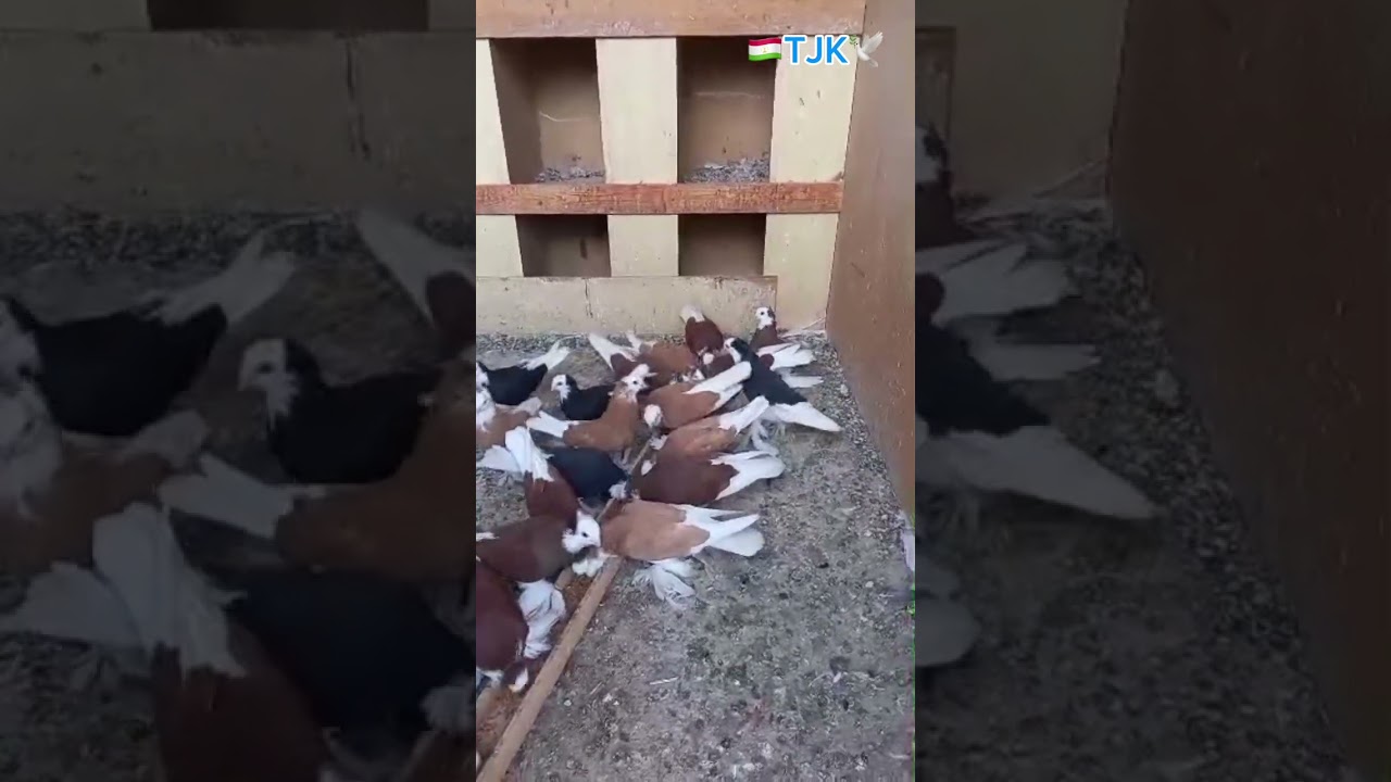 Голубей Акуш Город Истаравшан Таджикиский парода