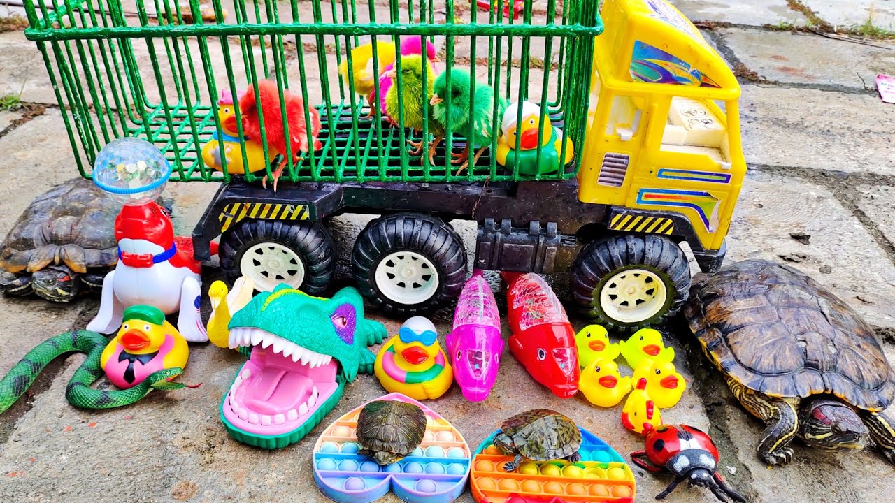 Seru Menyelamatkan Anak Ayam Lucu Dan Menemukan Kura Kura Asli, Bebek, Ikan Hias, Angsa, Buaya