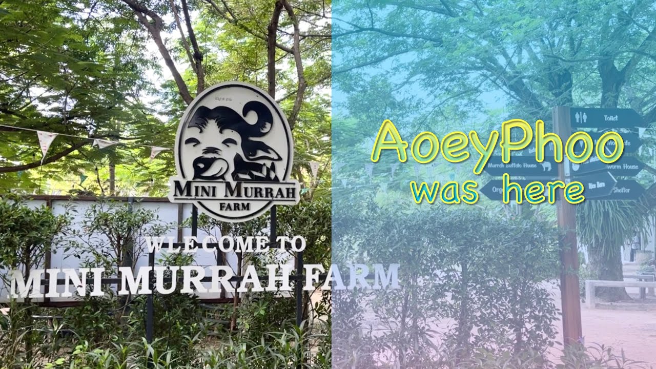 AoeyPhoo | MINI MURRAH FARM | 17.07.65