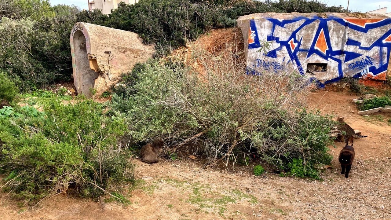 Colonia de Sant Jordi 2026 01 30