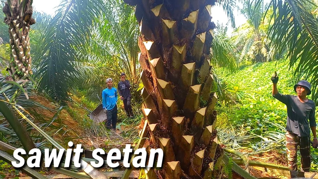 pruning sawit gondrong sawit orang kaya sejuta pelepah