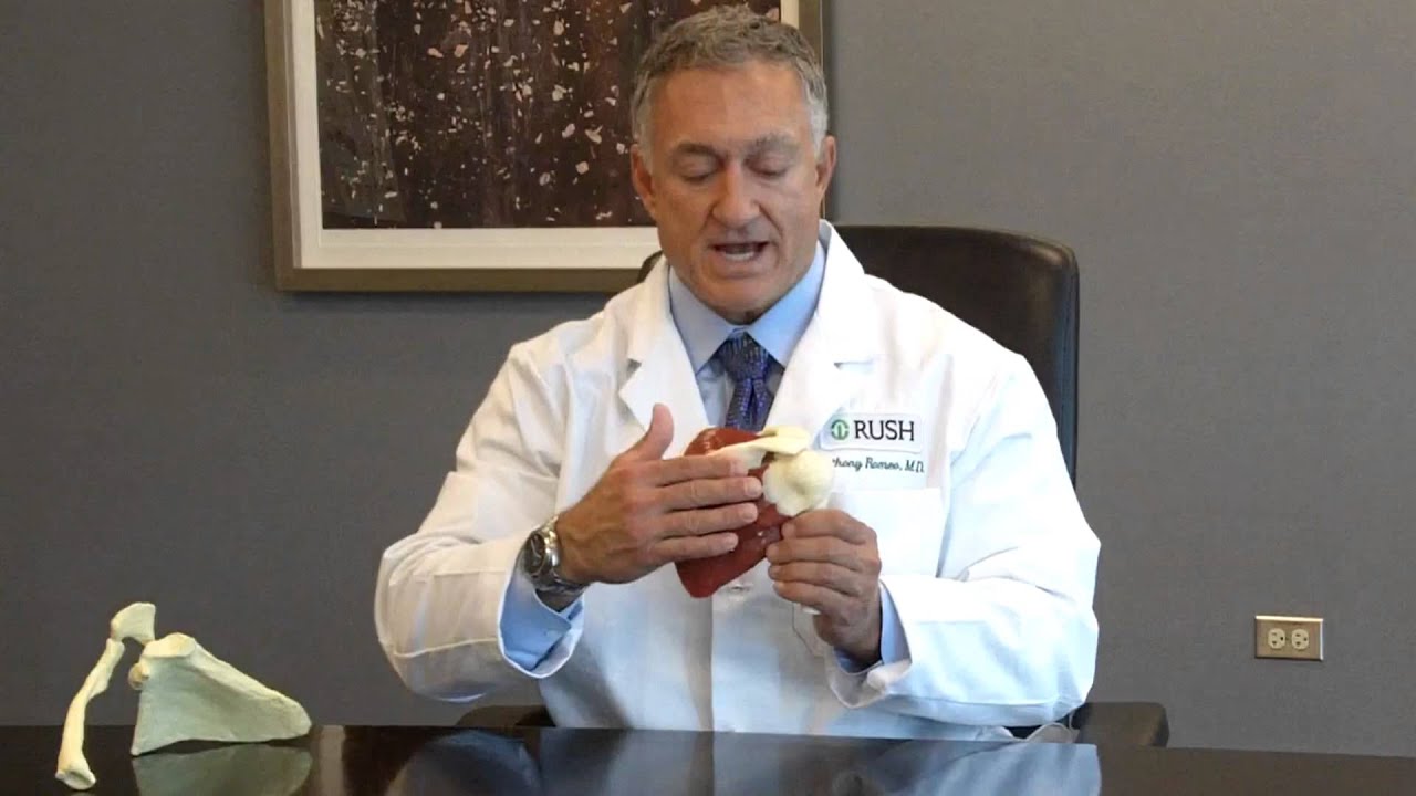 Anatomy of the Shoulder as it relates to Surgery