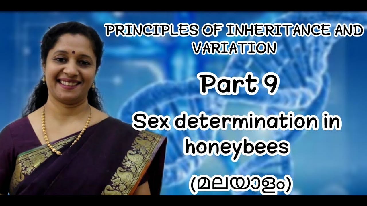 NEET :PRINCIPLES OF INHERITANCE AND VARIATION:PART9:SEX DETERMINATION IN HONEY BEES (MALAYALAM)
