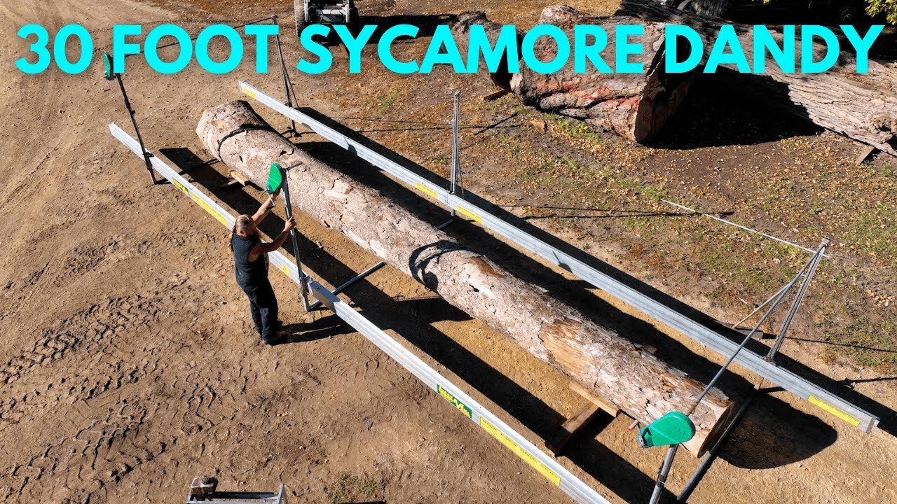 #66 Big Stick Sycamore