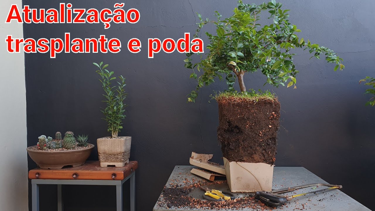 Jaboticaba - Dicas e Procedimentos