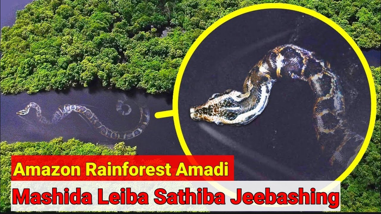 Amazon Rainforest Amadi Mashida Leiba Sathiba Jeebashing