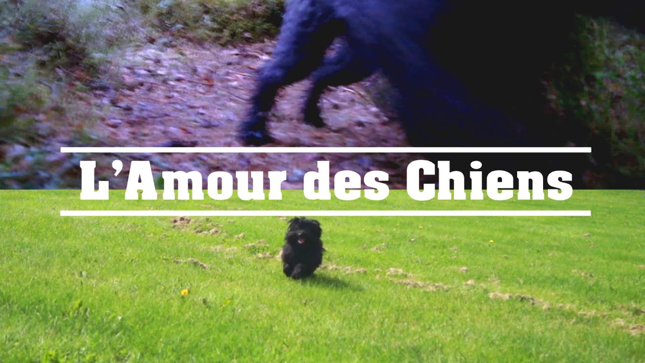 Dogs Tribute Video - L'Amour des Chiens