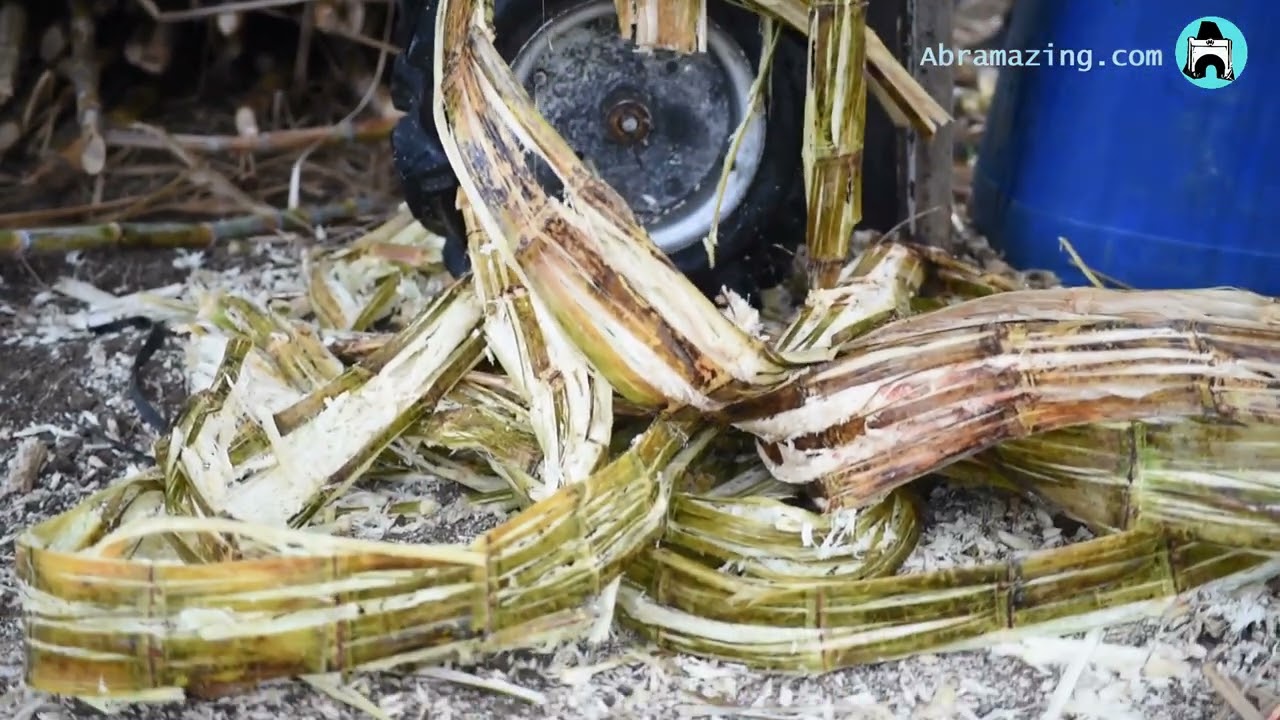 Abra Heritage: Sugarcane Harvest and Panagdapil