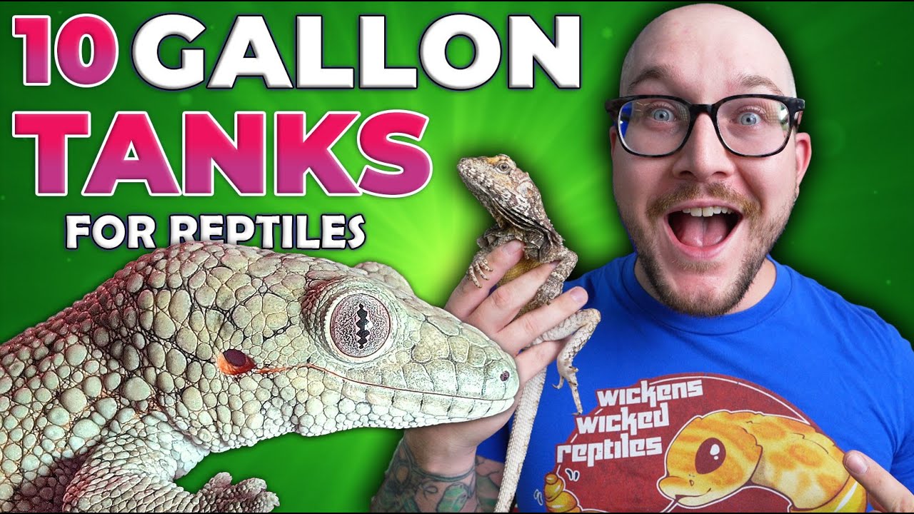 Reptiles YOU DIDN’T KNOW Could Live in a 10 Gallon Enclosure FOREVER!
