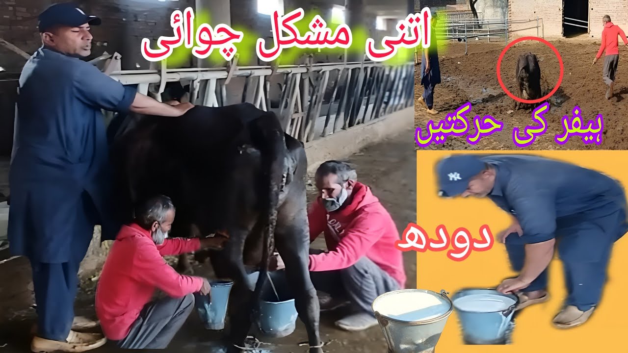 Cow Ki Chawai Kitni MUSHKIL Hai? ہیفر کی چوائی کتنی مشکل ہے#bajwadairyofficial 