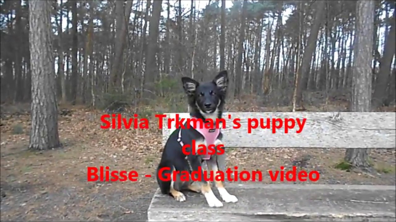 Puppy class Silvia Trkman GRADUATION VIDEO BLISSE