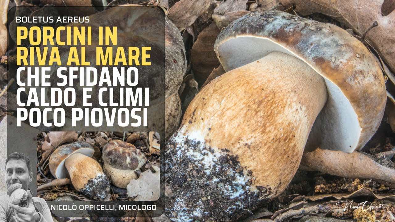 Funghi porcini | Estate e bronzini in riva al mare!