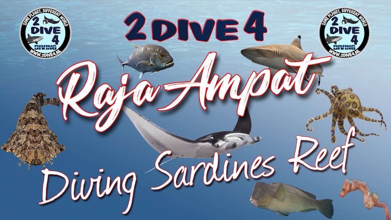 Raja Ampat - Diving Sardines Reef with Papua Divers (2dive4)