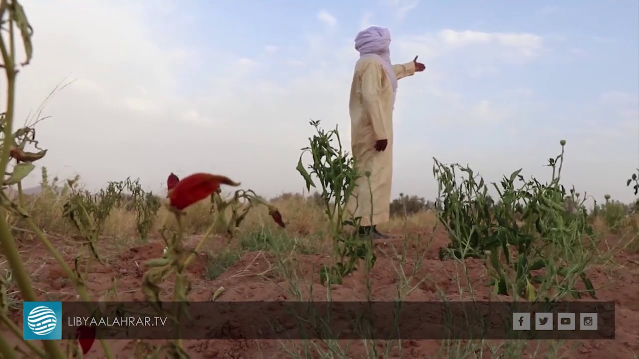 خسائر كبيرة للمزارعين بمنطقة تهالا ببلدية غات