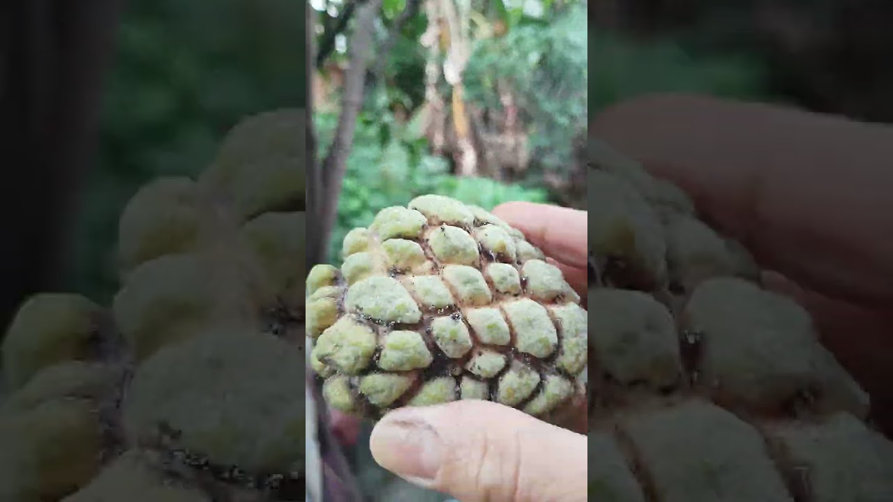 PANEN PANEN DI KEBUN SAMPING RUMAH