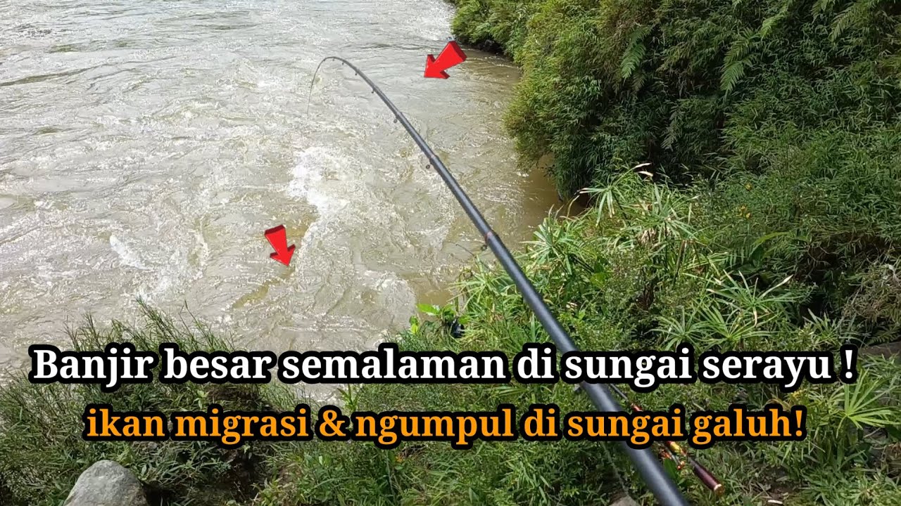 MANCING IKAN MIGRASI DARI SUNGAI SERAYU SETELAH DI TERJANG BANJIR BESAR ! 