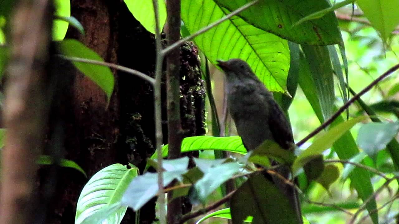 Screaming Piha (Lipaugus vociferans) - Cricrió