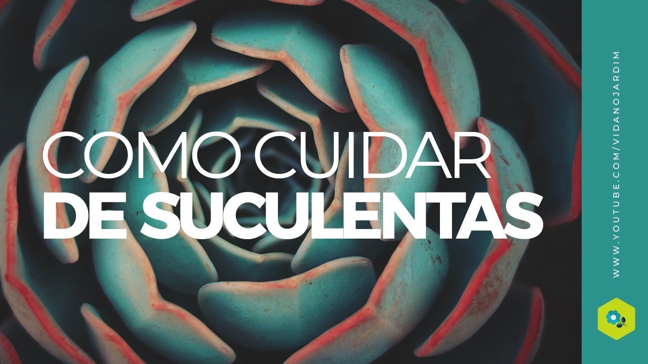Como cuidar de suculentas