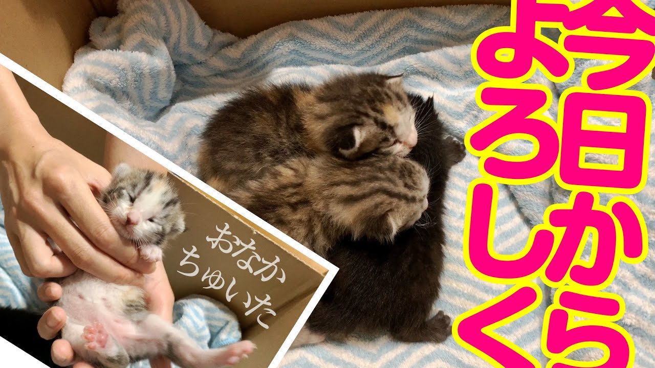 〈子猫が増えたよ♪〉目が開いていない子猫を今日からミルボラ。ミルク飲んでくれるかなぁー★1日目〈保護猫〉～Kitten growth record～
