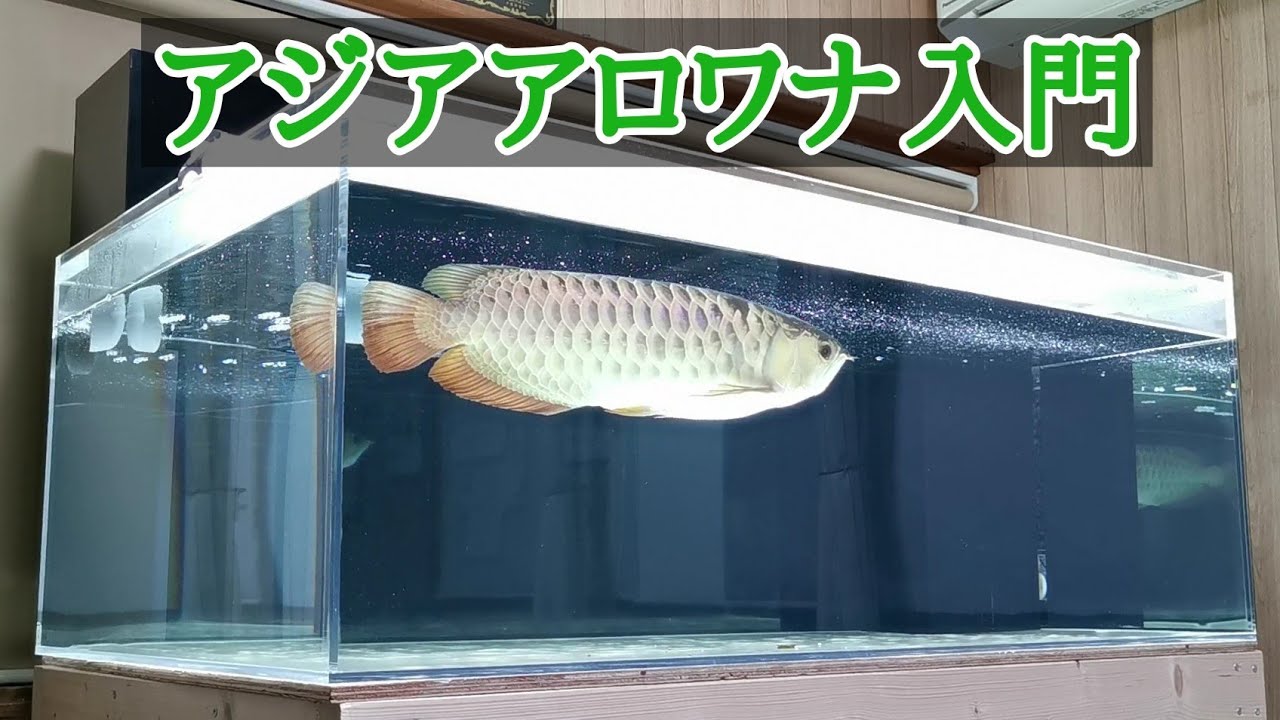 【選ばれし龍魚】アジアアロワナ入門