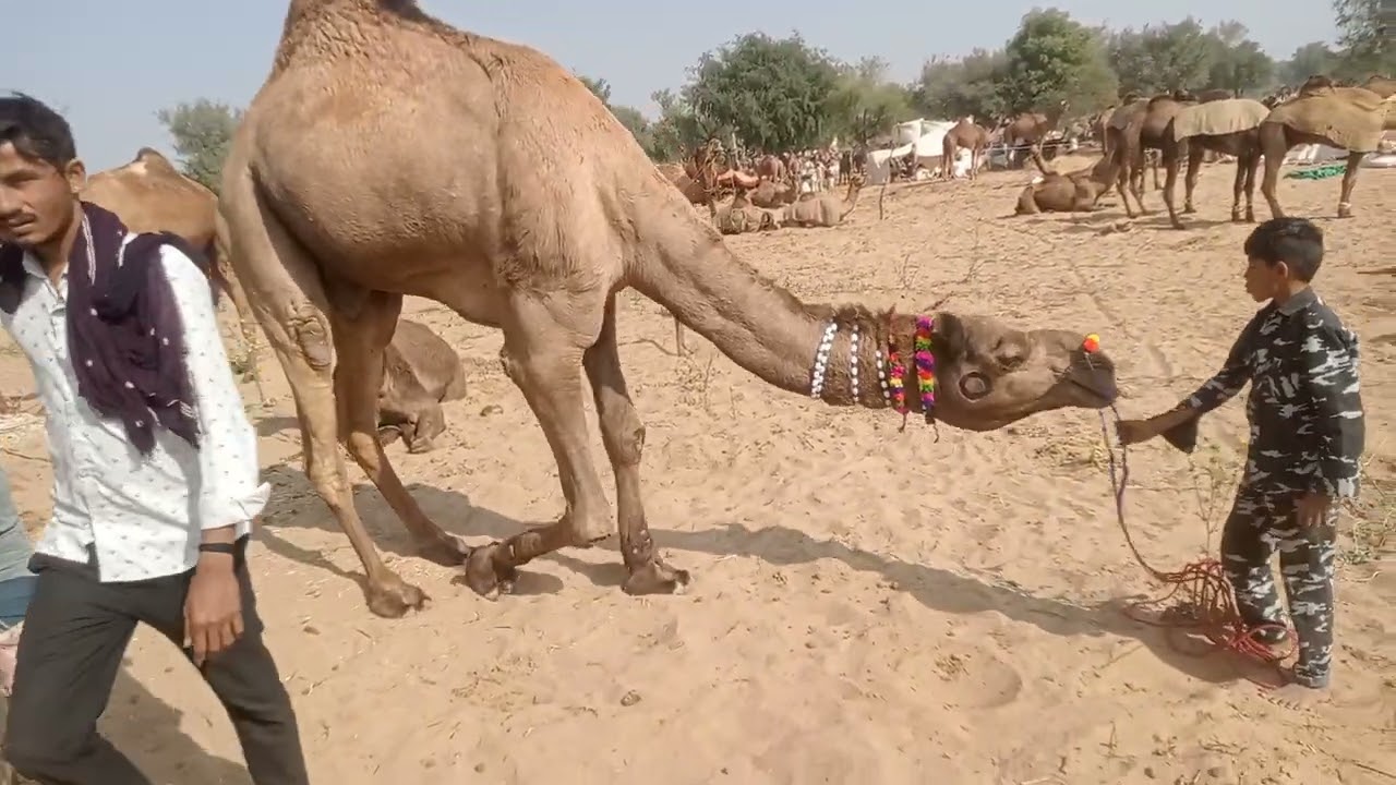 ऊंट का लाइव सौदा || chadi pashu mela 2026 || चाड़ी पशु मेला 2026