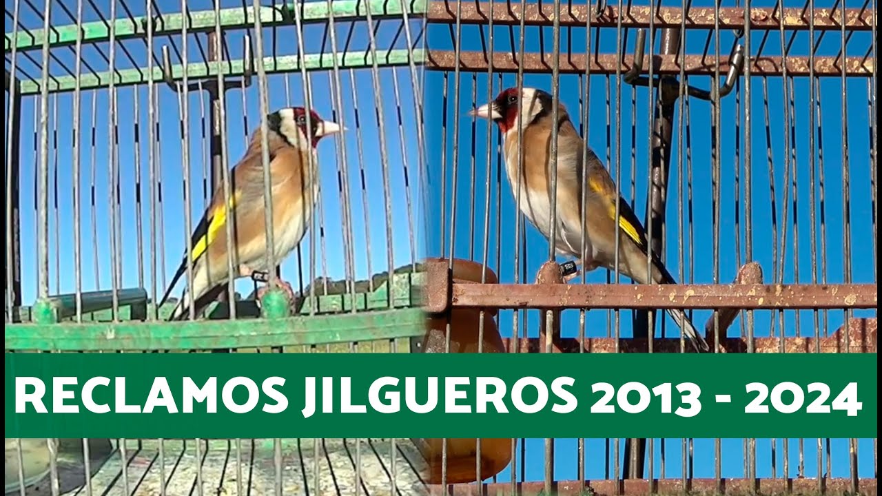10 AÑOS de JILGUEROS CANTANDO RECLAMOS 📢 (Recopilación del CANAL)
