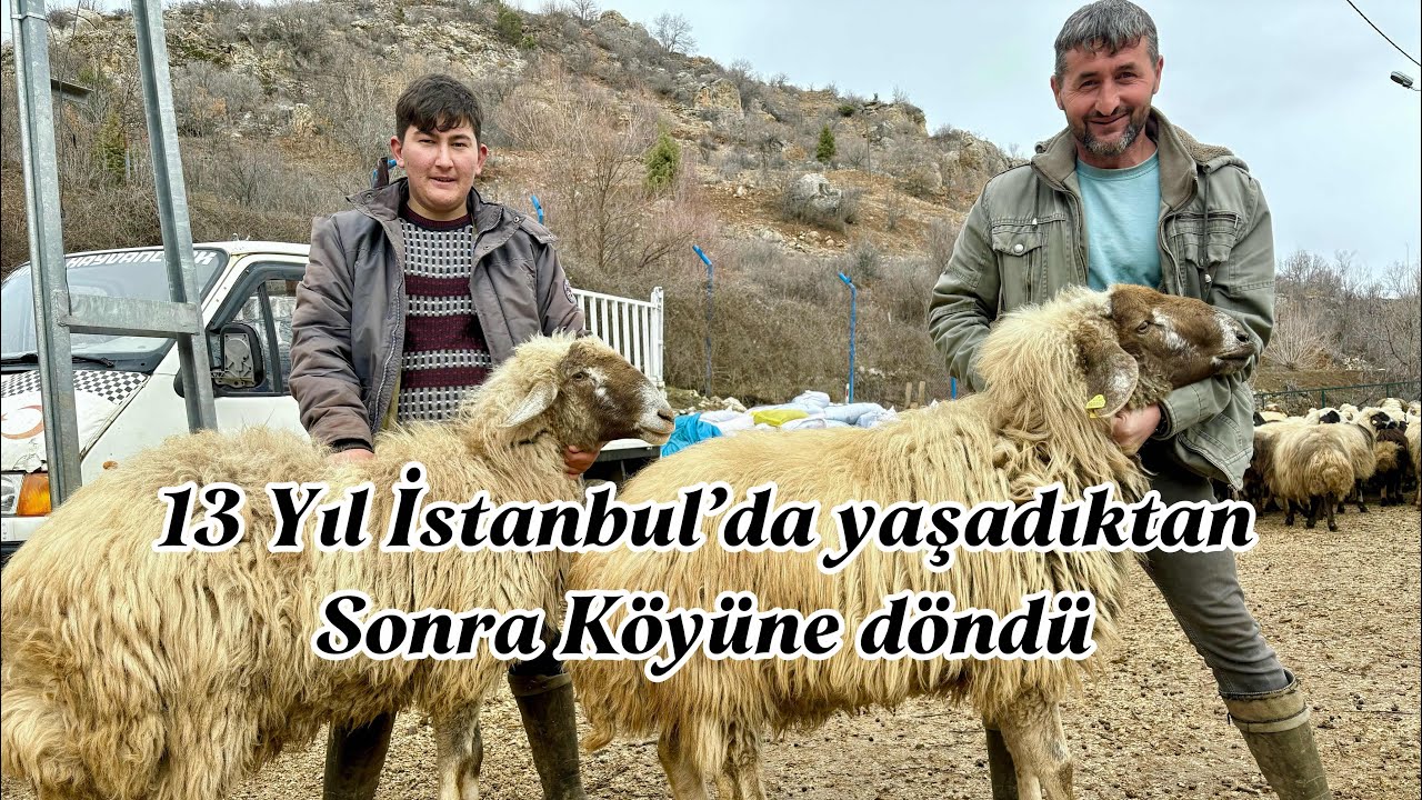 13 YIL İSTANBULDA YAŞADI ŞİMDİ KÖYÜNDE KOYUNCULUK YAPIYOR @KÖYHAYATIANADOLUDA 