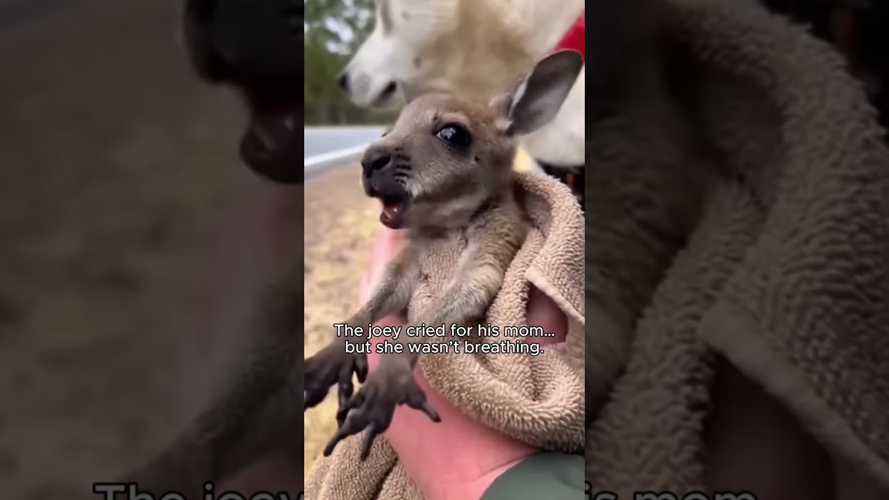 My Dog Turned Up With a Baby Kangaroo… Then Led Me to the Road