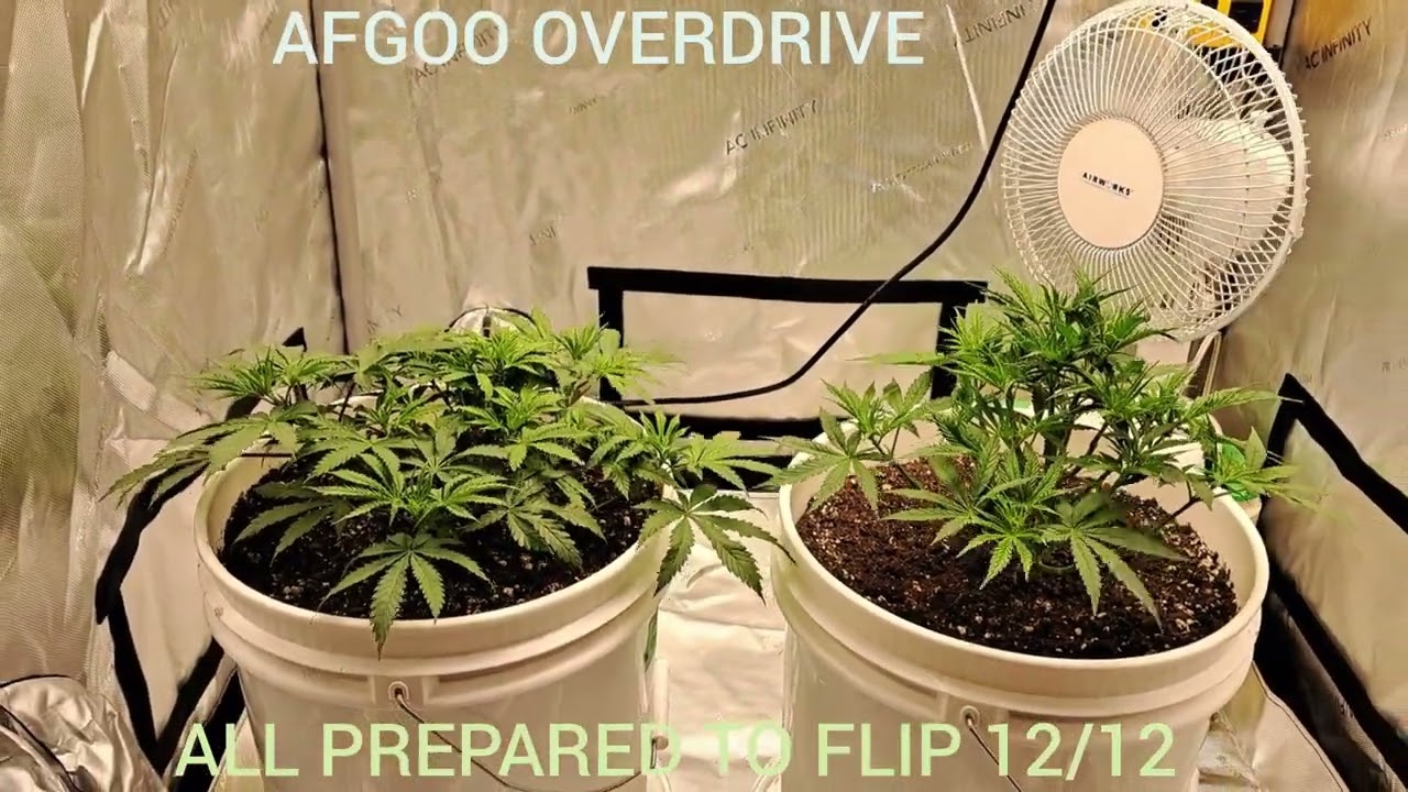 #420GTGT  12/12 AFGOO OVERDRIVE