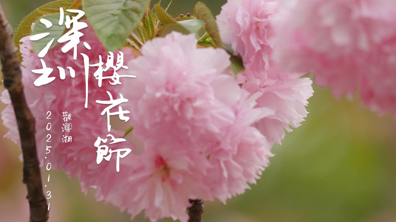 深圳櫻花節2025 賞櫻花 看英歌 4K