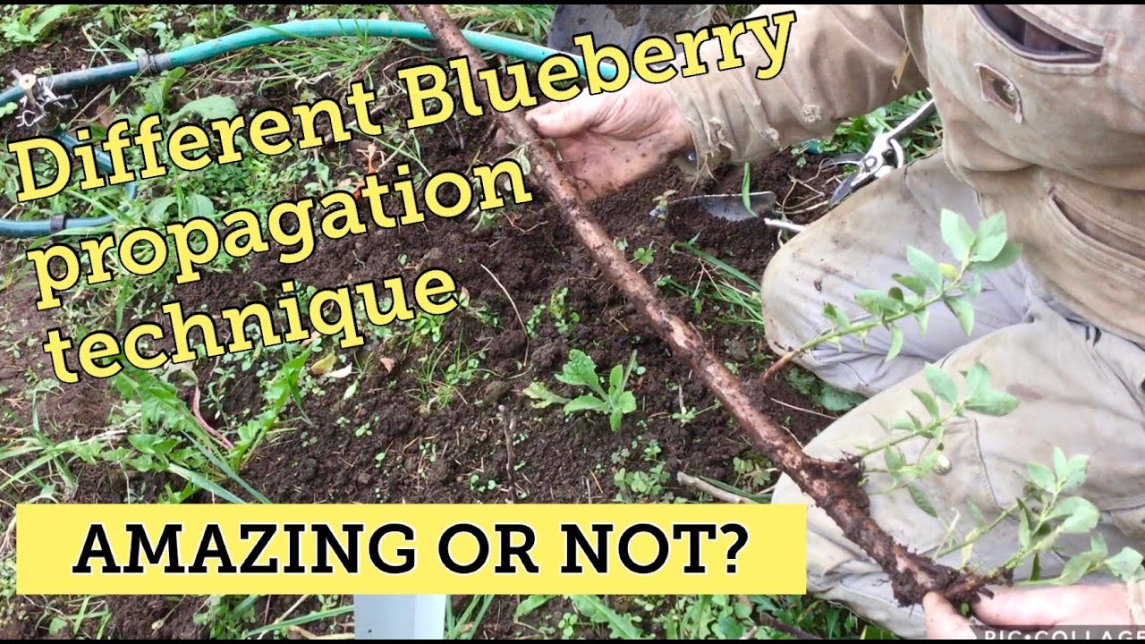Different blueberry cutting propagation technique.  The success and concern.
