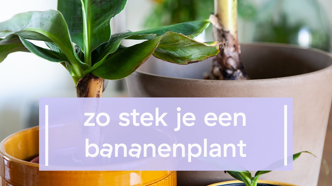 Stek je bananenplant (Musa ‘Dwarf Cavendish’)