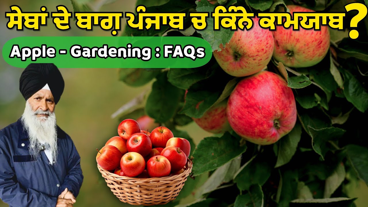 Apple plants in Punjab। ਸੇਬਾਂ ਦੇ ਬੂਟਿਆਂ ਬਾਰੇ ਸਵਾਲਾਂ ਦੇ ਜਵਾਬ। ਕਿਵੇਂ ਹੋਣਗੇ ਬੂਟੇ ਕਾਮਯਾਬ?