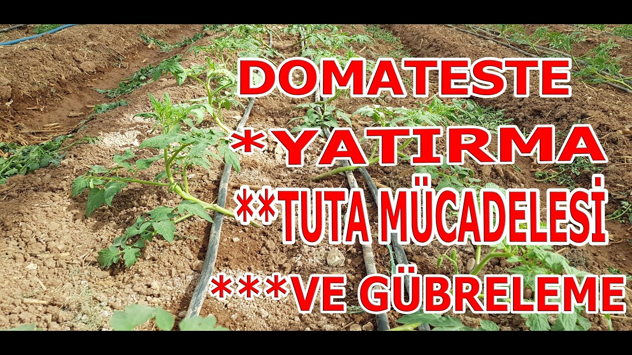 DOMATES ÜRETİMİNDE 3.HAFTA (YATIRMA UYGULAMASI, BİTKİ KORUMA VE GÜBRELEME ÖNERİLERİ)