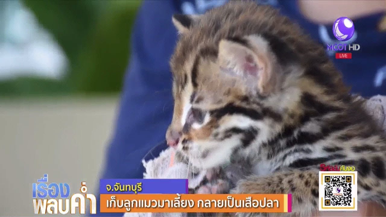 เก็บลูกแมวมาเลี้ยง กลายเป็นเสือปลา