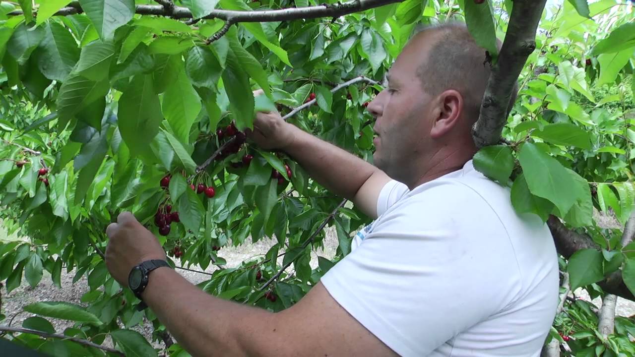D!CI TV : La récolte des cerises à Remollon