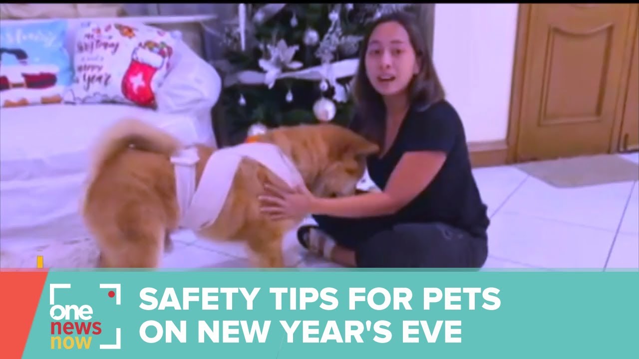 Veterinarian shares safety tips for pets on New Year's eve