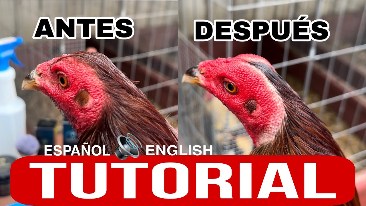 ‼️TUTORIAL COMPLETO‼️FULL TUTORIAL‼️